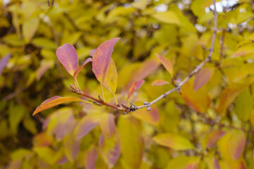 Closeup of colorful leaves of of forsythia in December