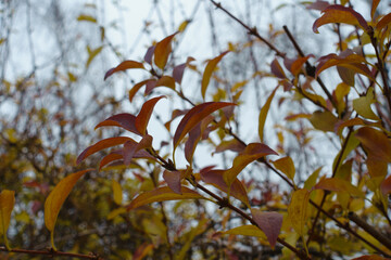 Thin branches of forsythia with autumnal foliage in December
