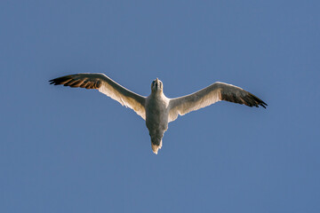 Northern gannet (Morus bassanus) in flight at Runde bird island.