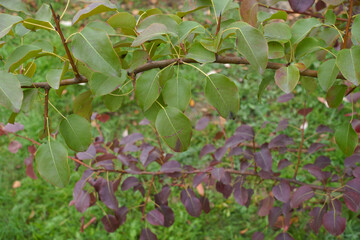 Fototapeta na wymiar Green and purple foliage of pear tree in October