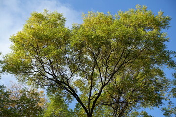 Branches of Sophora japonica with autumnal foliage against blue sky in November