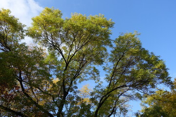 Canopy of Sophora japonica tree with autumnal foliage in November