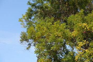 Light blue sky and branches of Sophora japonica with autumnal foliage in October
