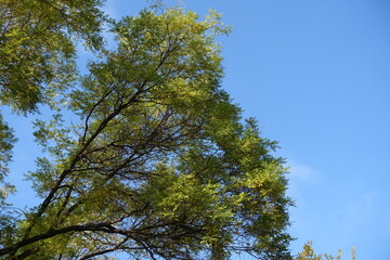 Unclouded blue sky and branches of Sophora japonica with autumnal foliage in November