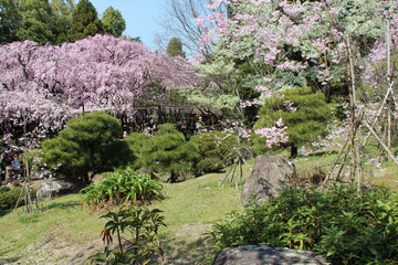 Fototapeta na wymiar blooming cherry trees (hanami) at the heian shrine in kyoto (japan) 
