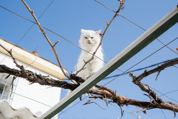 white cat on a roof