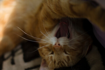 cat, red cat