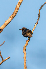 Common Starling perched on a tree branch