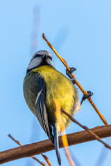 Eurasian Blue Tit perched on a tree branch