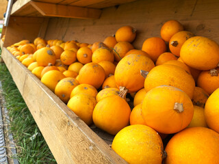 Kürbis, Stand, Verkauf, Draußen, Selbstbedienung,