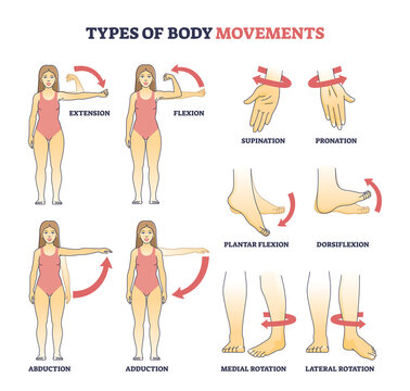 Types of body movements with muscular motion pose examples outline diagram. Labeled educational medical movement of hand, arm and leg as extension, flexion, abduction and adduction vector illustration
