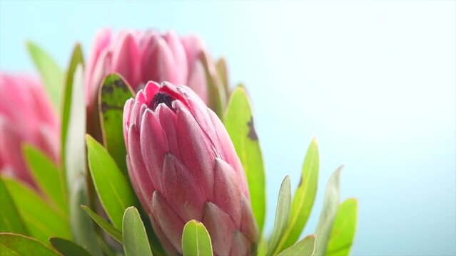 Protea flowers bunch. Blooming Pink King Protea Plant over blue background. Extreme closeup. Holiday gift, bouquet, buds. Beautiful fashion flower macro shoot. Slow motion 4K UHD