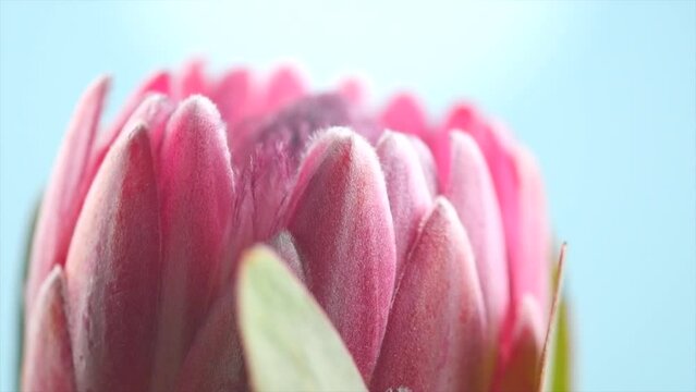 Protea flower close-up. Pink King Protea Plant blooming, rotation over blue background. Extreme closeup. Holiday gift, bunch, bud. One Beautiful fashion flower macro shoot. Slow motion 4K UHD