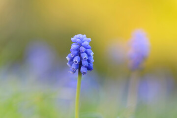 Grape Hyacinth Muscari armeniacum in close view in a garden in spring