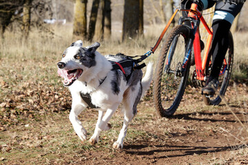 A dog and its musher taking part in a popular canicross with bicycle (bikejoring).