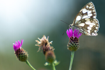 Motyl polowiec szachownica (Melanargia galathea syn. Agapetes galathea) pije nektar z chabra łąkowego (Centaurea jacea). Jasne tło, Polska.