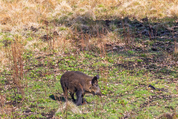Wild pig on a sunny meadow