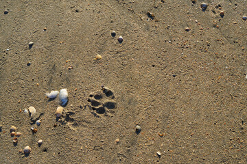 Fototapeta na wymiar Picture of the footprints of a dog.
