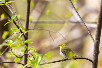 Fototapeta premium Lush forest with a Willow warbler on a branch