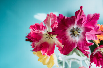 Fototapeta na wymiar Bunch of Parrot Style Tulips