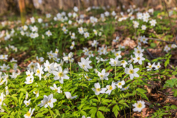 Wood anemone an early spring flower