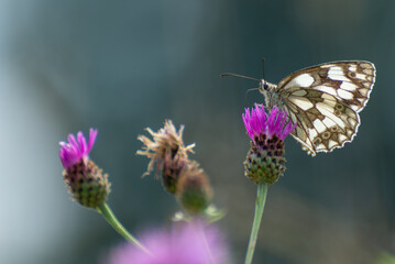 Chaber łąkowy (Centaurea jacea) a na nim siedzi i pije nektar motyl polowiec szachownica (Melanargia galathea syn. Agapetes galathea). 