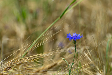 Rosnący na polu pszenica (Triticum L.) pojedynczy kwiat  chabra bławatka (Centaurea cyanus). Lato na wsi, słoneczny dzień. - obrazy, fototapety, plakaty