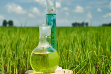 Image of a glass flask with a chemical solution on the background of young rice shoots. Glass bulb. Agrochemical solution. Chemical agent. Fertilizer. Plant protection.