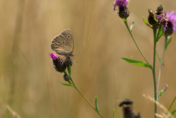 Kwiat łąkowy chaber driakiewnik (Centaurea scabiosa L.)  wraz z posilającym się nektarem motylem przestrojnikiem trawnikiem (Aphantopus hyperantus). Lato na polskiej wsi. © Grzegorz