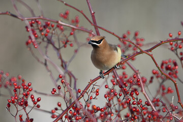 Colorful Cedar Waxwing bird in a berry bush eating berries