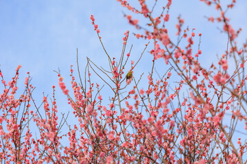満開の梅の花に止まるメジロ