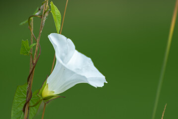 Biały kwiat Kielisznik zaroślowy Calystegia sepium, na zielonym rozmytym tle.