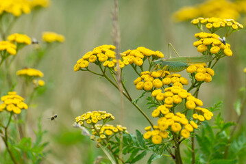 Pasikonik zielony (Tettigonia viridissima), polujący na ofiarę siedzi na wrotyczu pospolitym (Tanacetum vulgare).