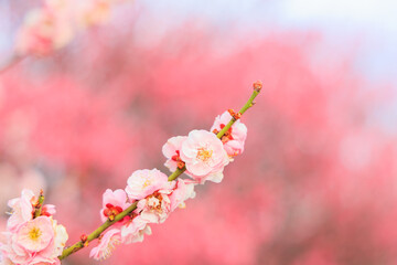 満開の梅の花に止まるメジロ