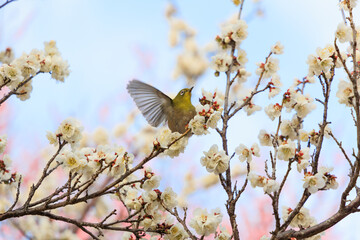 満開の梅の花に止まるメジロ
