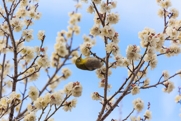 満開の梅の花に止まるメジロ