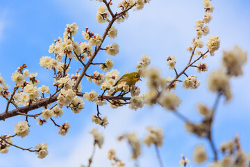 満開の梅の花に止まるメジロ