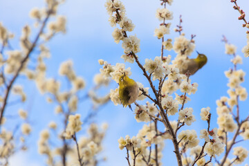 満開の梅の花に止まるメジロ