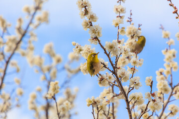 満開の梅の花に止まるメジロ