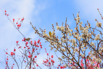 満開の梅の花に止まるメジロ