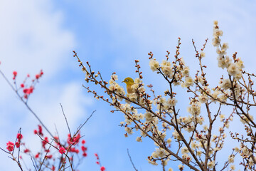 満開の梅の花に止まるメジロ