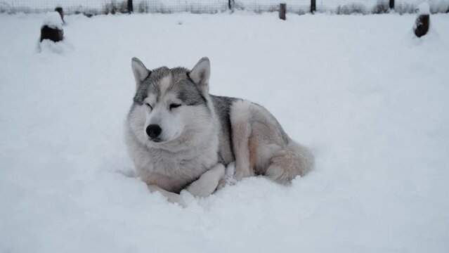4K footage. Fluffy Siberian husky gray white color lies in snow in winter and falls asleep. Northern riding breed is resting and gaining strength and energy.