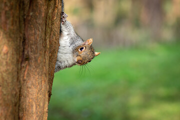squirrel on tree