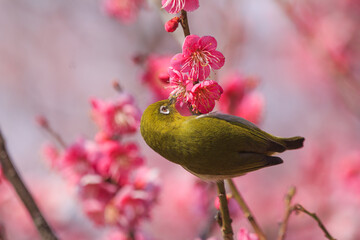 満開の梅の花に止まるメジロ