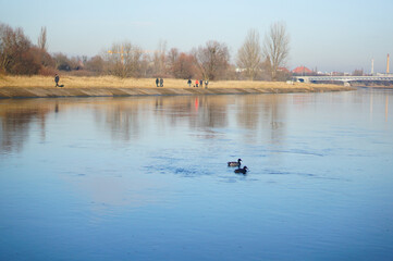 Two swimming ducks on the Warta river. People walking along the water. - obrazy, fototapety, plakaty