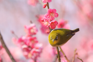 満開の梅の花に止まるメジロ