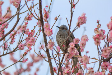 満開の梅の花に止まるメジロ