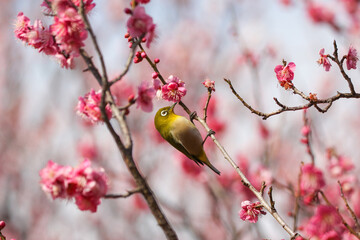 満開の梅の花に止まるメジロ