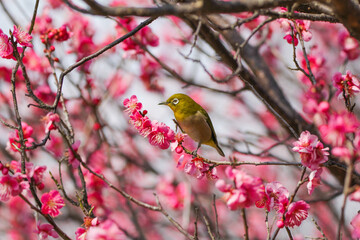 満開の梅の花に止まるメジロ