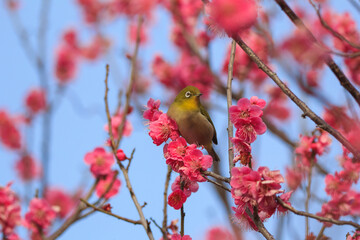 満開の梅の花に止まるメジロ